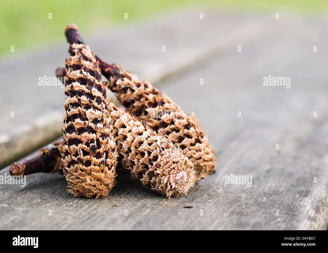 Tannenzapfen ausführlich eine Makroaufnahme mit einem schönen Hintergrund Stockfoto
