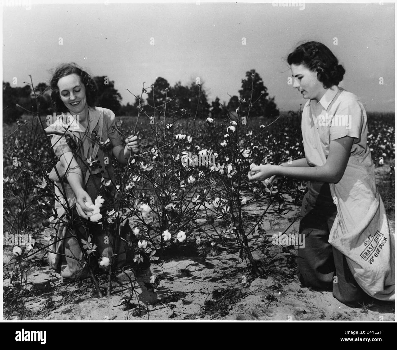 Frauen wählen aus Baumwolle für das US-Ernte-Corps, ca. 1943 Stockfoto