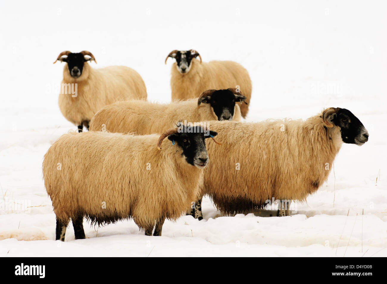 Gruppe von Schafen (Mutterschafe) im Schnee, mit Blizzard, die hinter ihnen stehen. Stockfoto