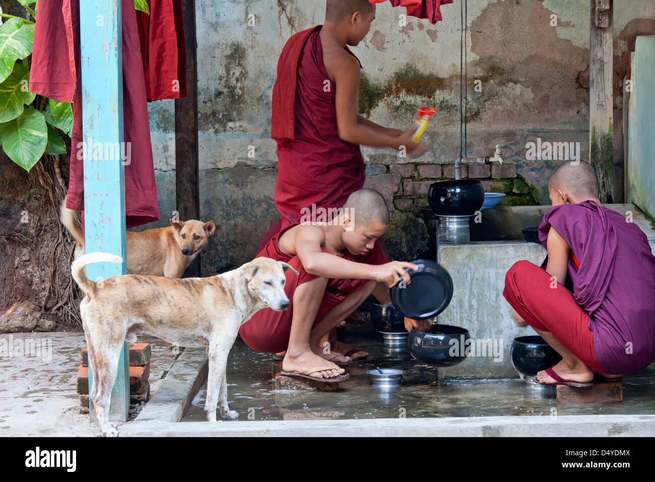 In einem Kloster in Mandalay warten Hunde geduldig, mit Schwänzen wedeln, um Almosen als Mönche bereinigen nach einer Mahlzeit, Myanmar. Stockfoto