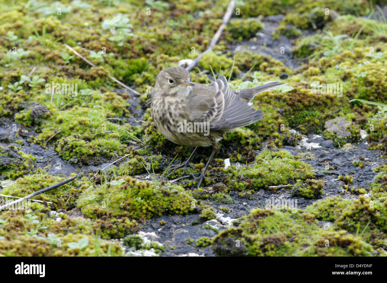 Buff-bellied Pieper (Anthus Rubescens) (oder amerikanischen Pieper) Stockfoto