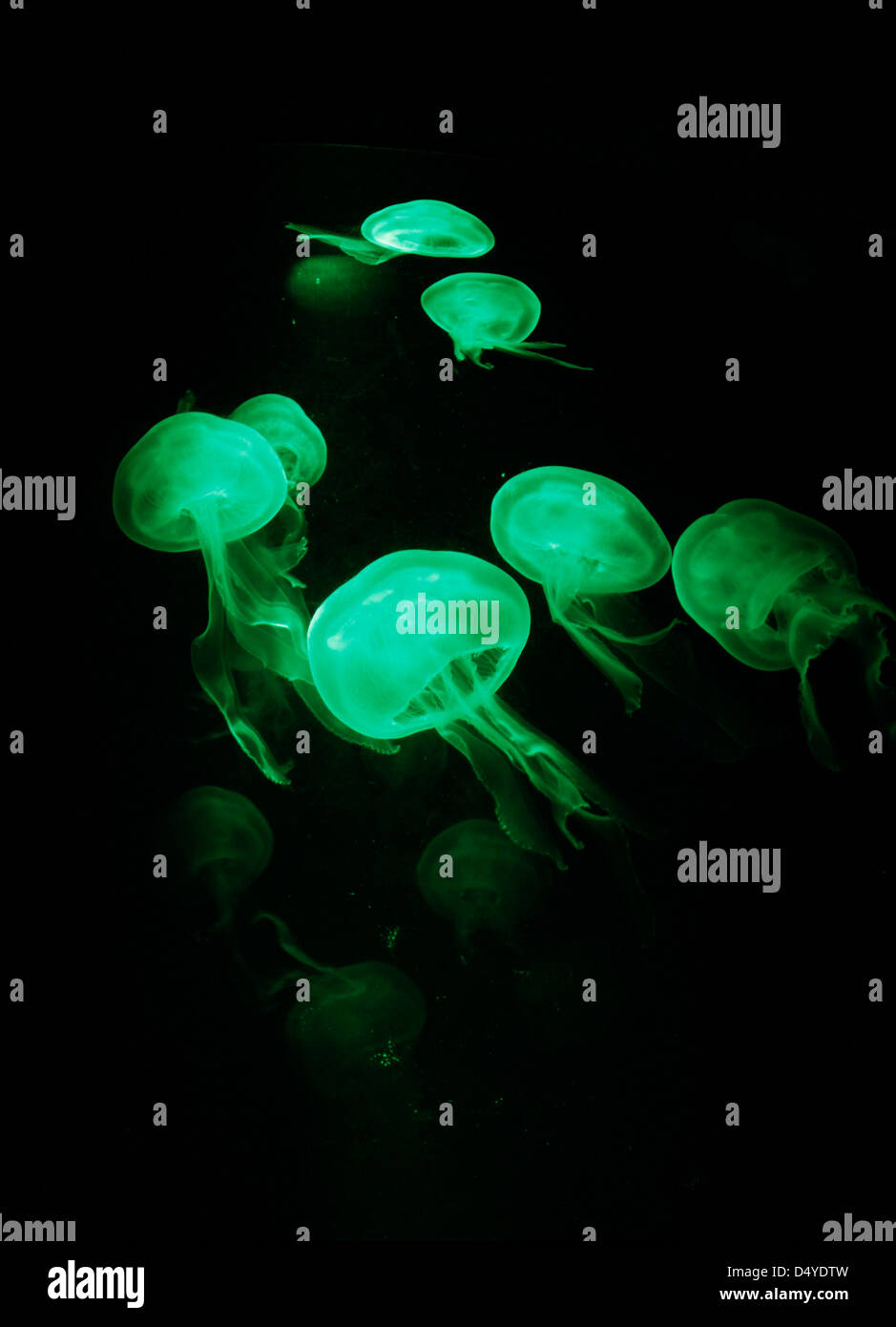Golden Quallen schwimmen in einem Tank mit grünes Licht Stockfoto