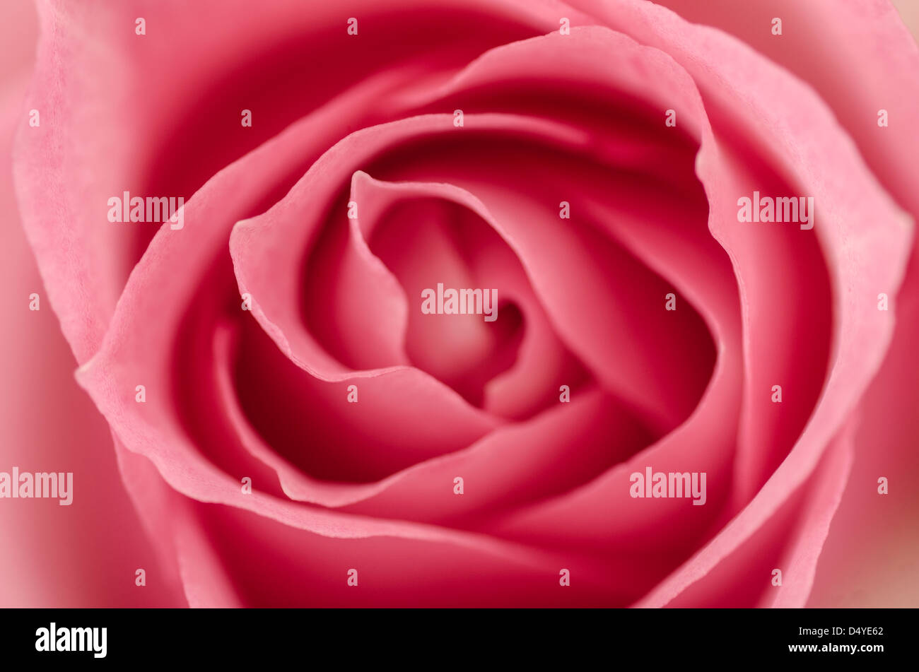 Nahaufnahme von rosa Rose. Abstrakte geringe Schärfentiefe Feld Makro Nahaufnahme einer rosa rose Blume. Stockfoto