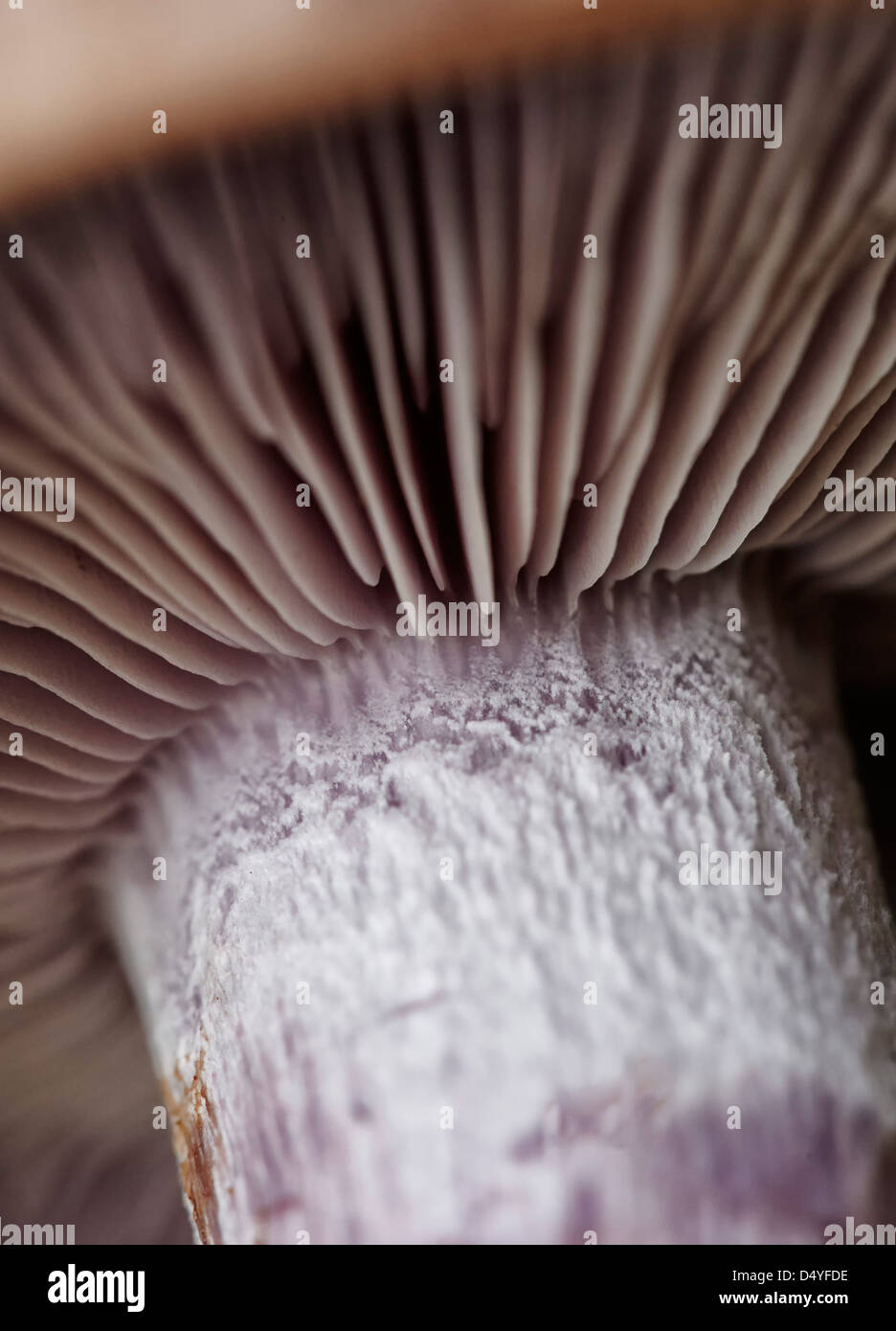 Nahaufnahme von einem Pilz Holz Bilder (Lepista Nuda) Stockfoto