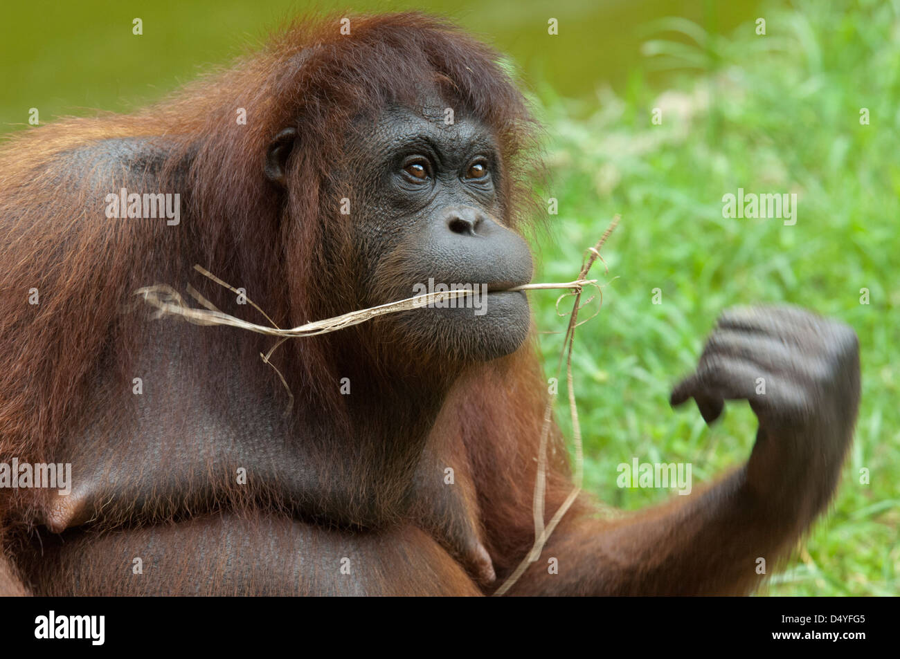 Malaysia, Borneo, Sabah, Kota Kinabalu, Lok Kawi Wildlife Park. Bornean Orang-Utans (Pongo Pygmaeus). Stockfoto