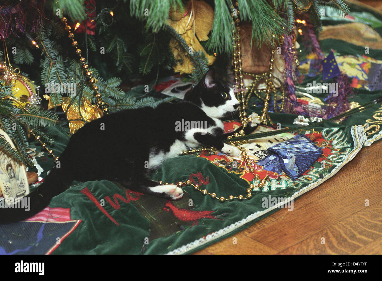 Foto der Katze legen neben dem weißen Haus Weihnachtsbaum Socken: 21.12.1993 Stockfoto