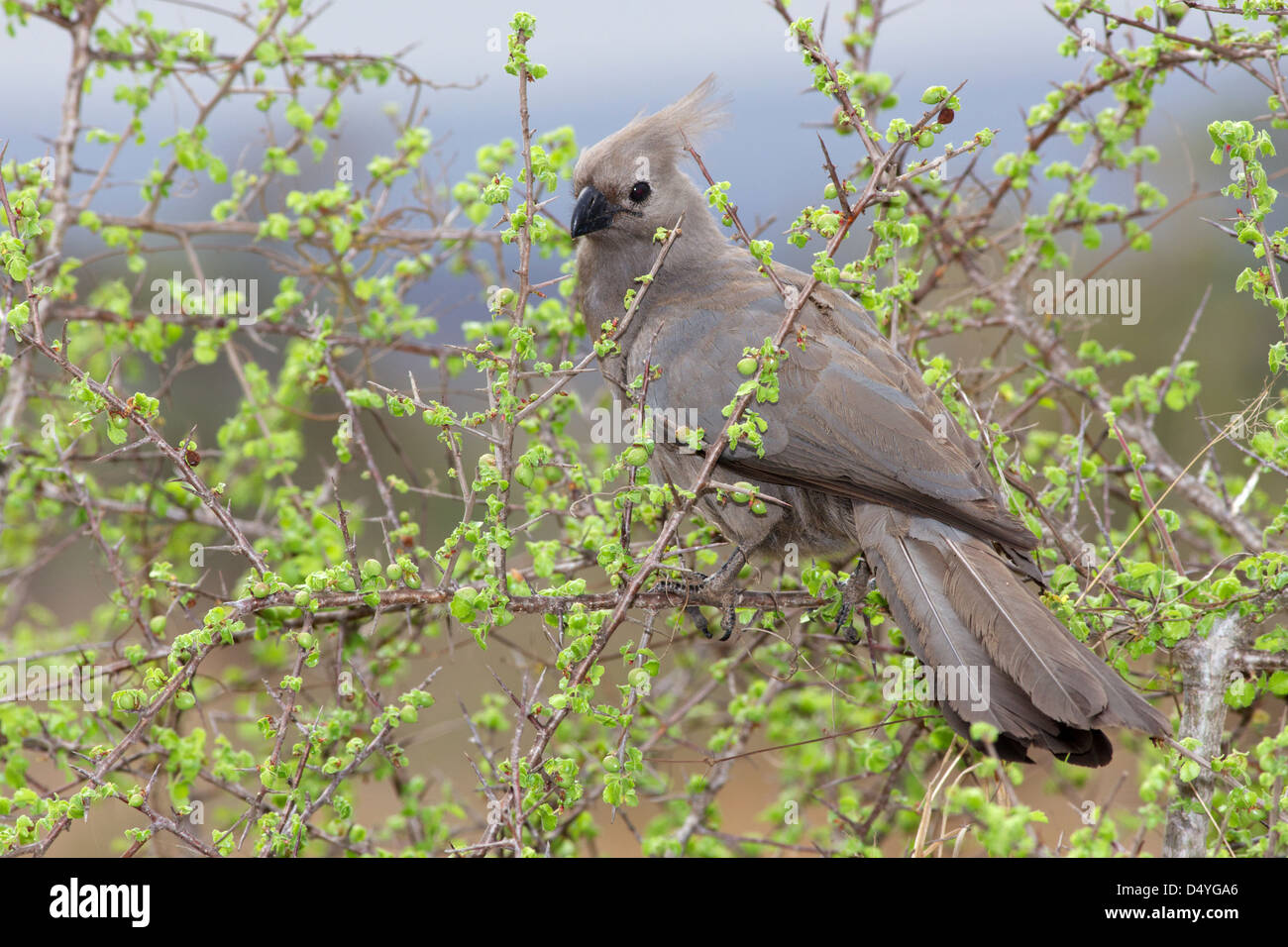 Die grau Go-away-Bird (Corythaixoides Concolor), auch bekannt als Lourie grau oder grau Loerie tritt im südlichen Afrika. Stockfoto