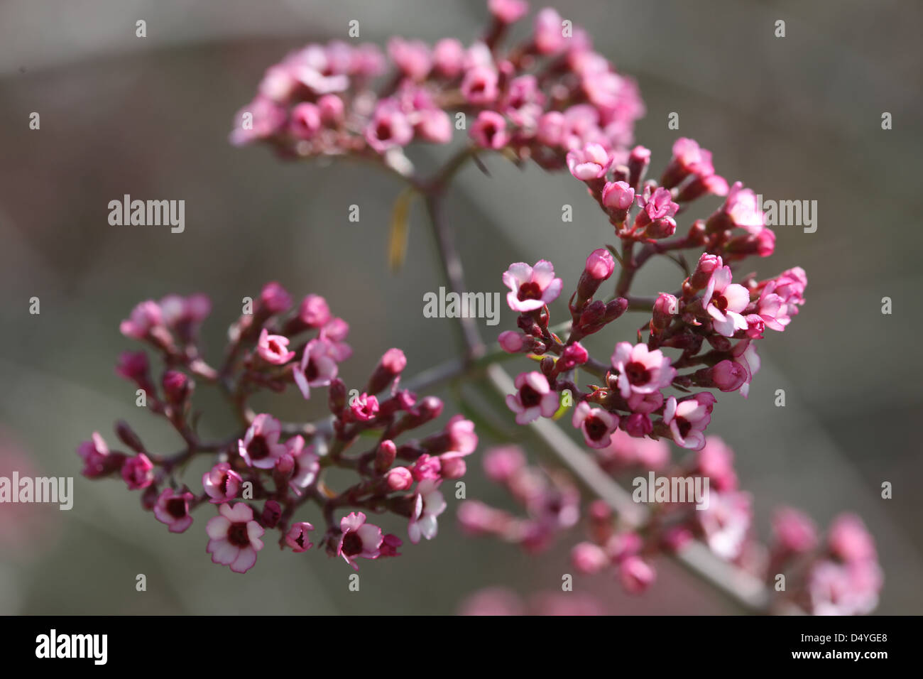 Nahaufnahme von rosa Pflanzen in Kalifornien Stockfoto
