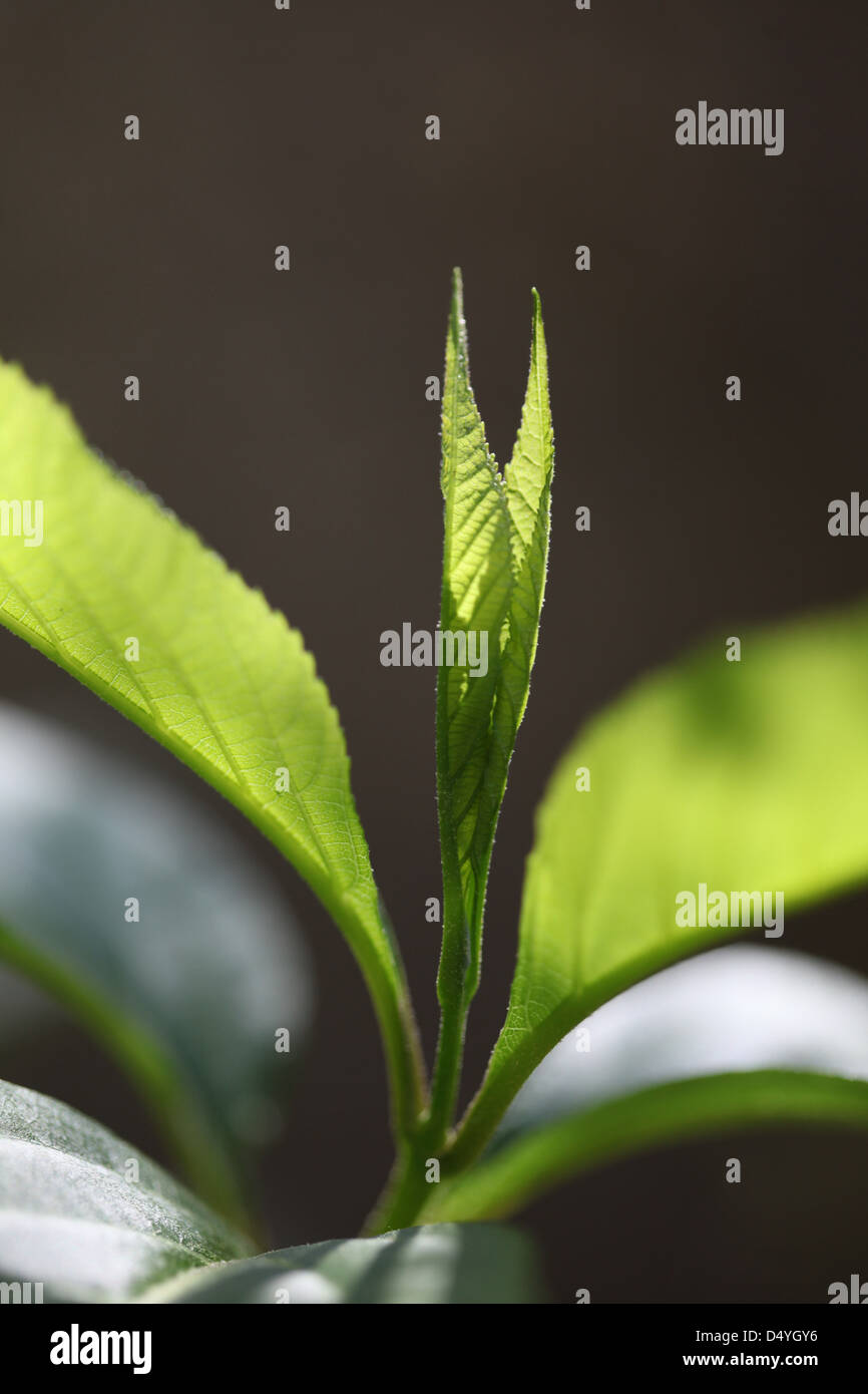 Nahaufnahme von Pflanzen Blatt Knospe in Kalifornien Stockfoto