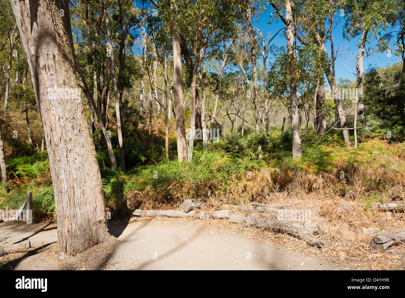 Malerische Aussicht in klassischen australischen Busch Stockfoto