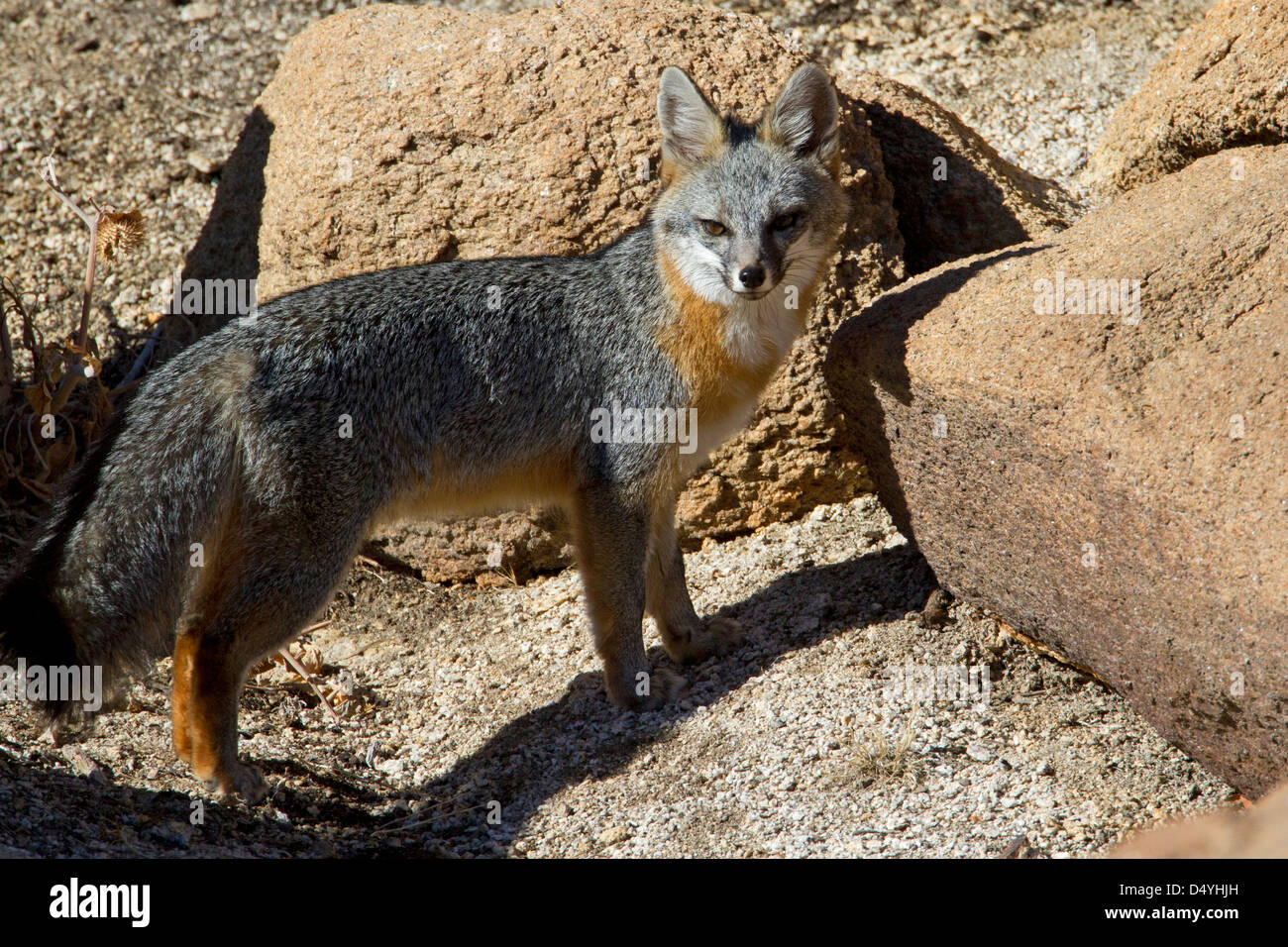 Grauer Fuchs (Urocyon Cinereoargenteus) auf der Jagd nach Beute am Barker Dam, Joshua Tree Nationalpark, Kalifornien, USA im Januar Stockfoto