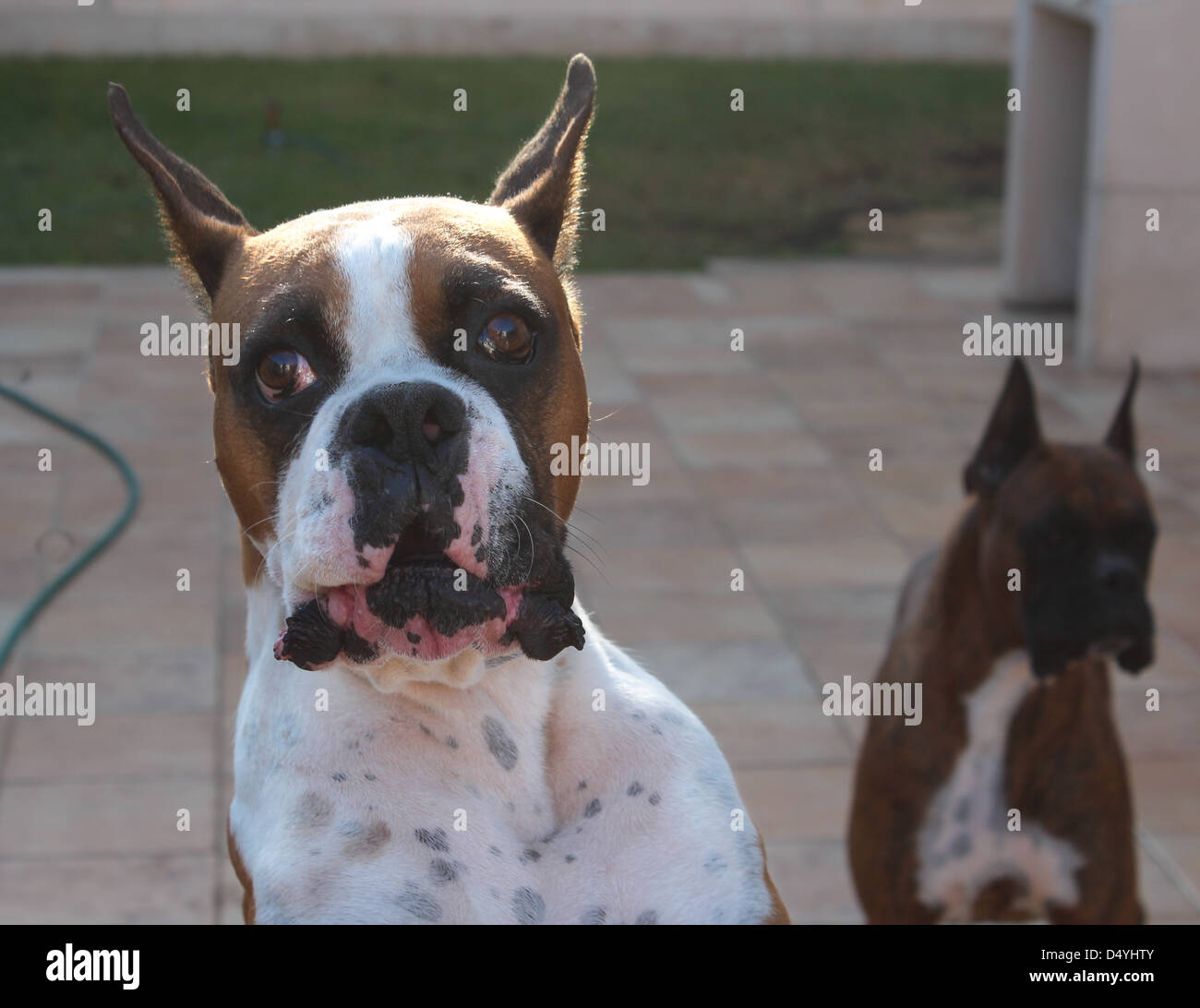 Boxer Hund im Angriffsmodus Stockfoto