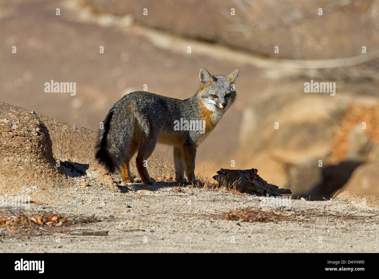 Grauer Fuchs (Urocyon Cinereoargenteus) auf der Jagd nach Beute am Barker Dam, Joshua Tree Nationalpark, Kalifornien, USA im Januar Stockfoto