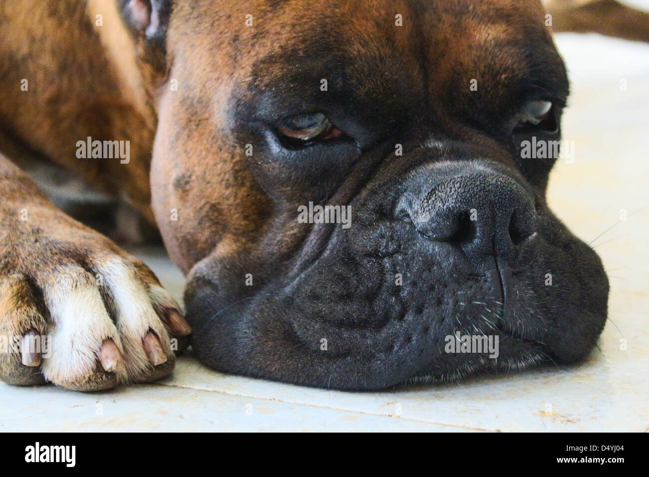 Niedliche schläfrig reinrassige Boxer Hund Stockfoto