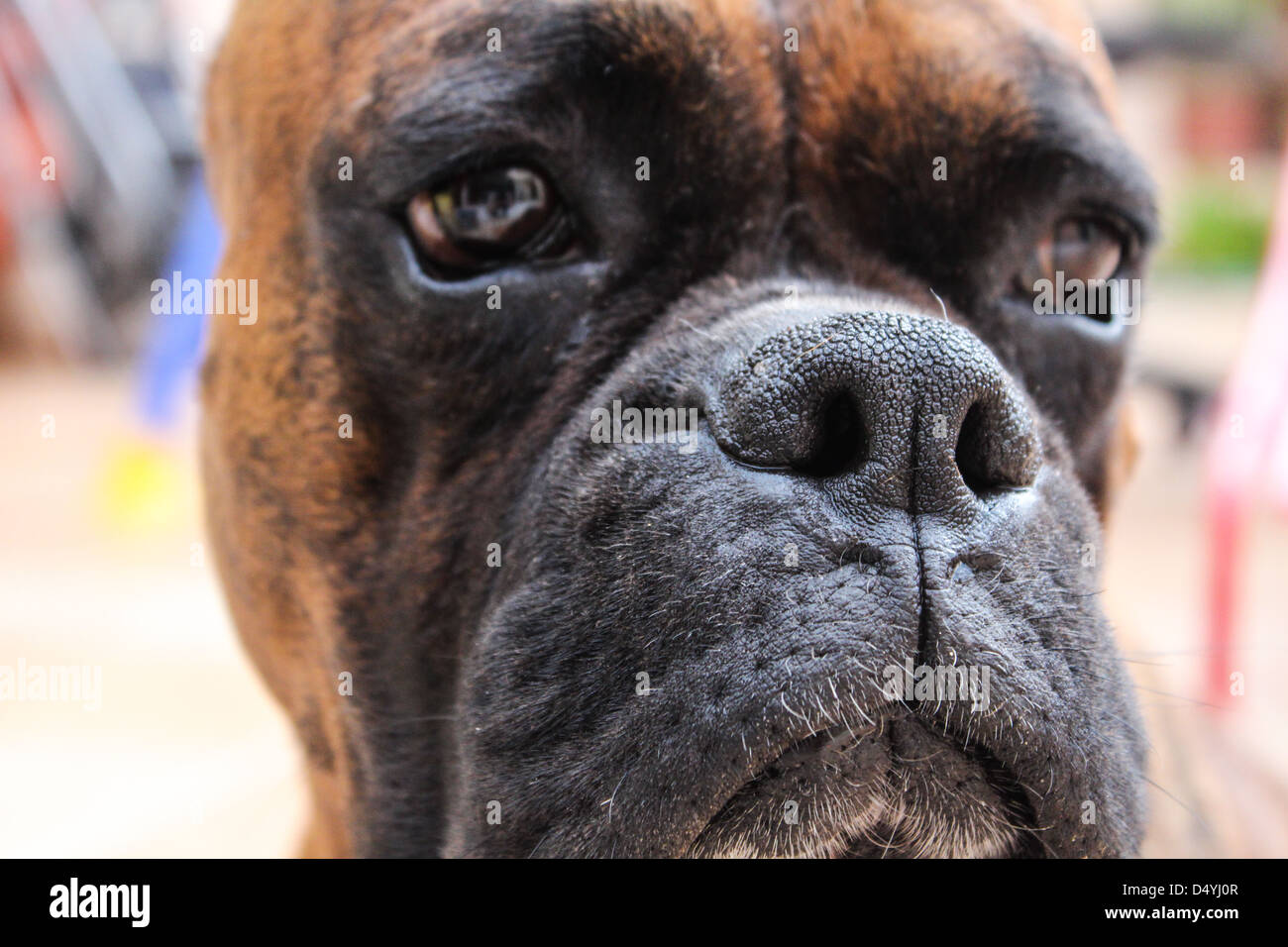 Boxer Hund Nähe erschossen Stockfoto