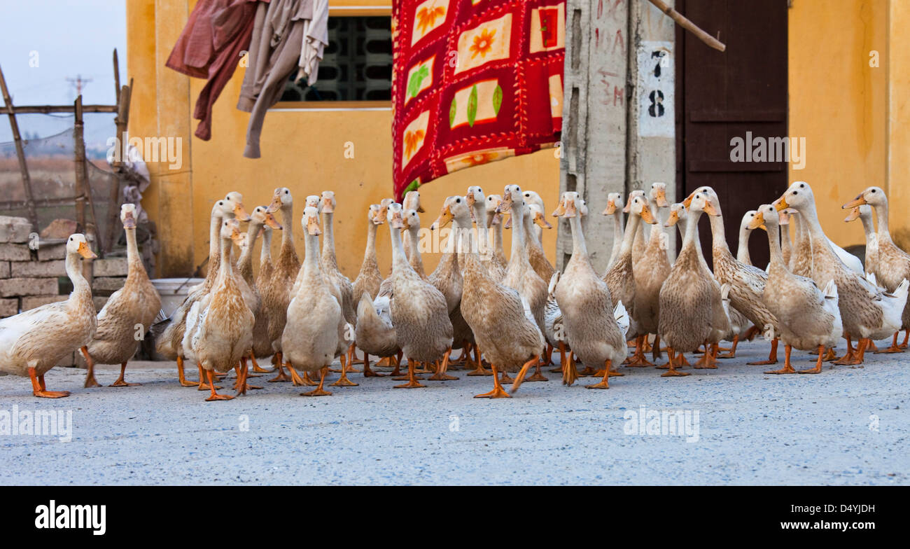 Vietnam. Enten sind in großer Zahl in Vietnam als primäre Nahrungsquelle angehoben. Stockfoto