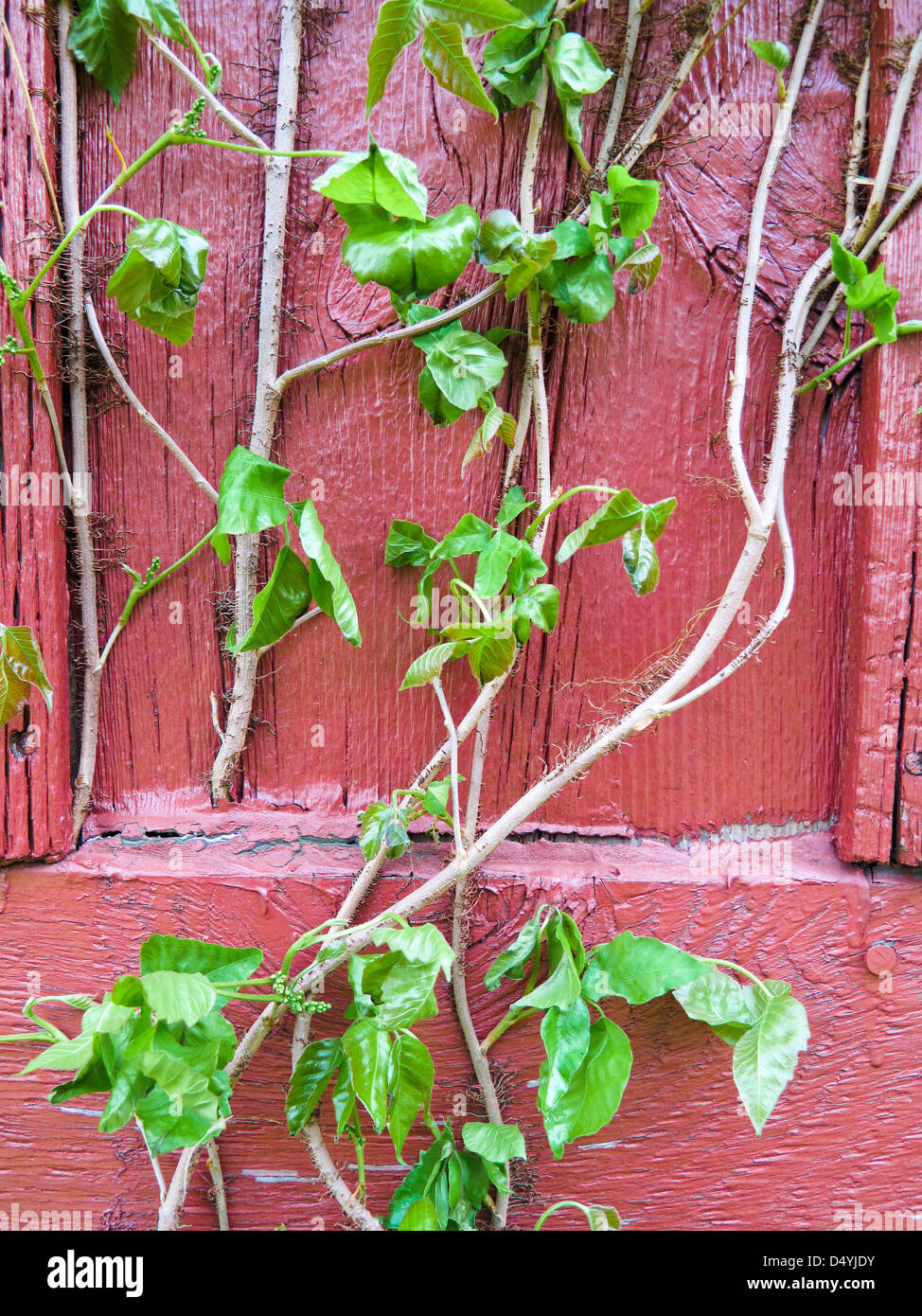 Poison Ivy (Toxicodendron Radicans), ist eine Kletterpflanze, die in Ost- und Mitteleuropa USA, die einen Ausschlag auf Kontakt verursachen können. Stockfoto