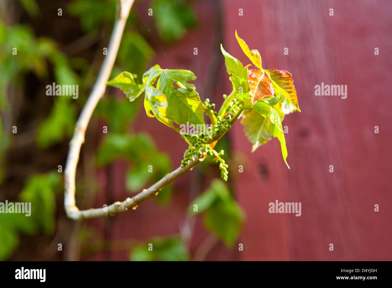 Poison Ivy (Toxicodendron Radicans), ist eine Kletterpflanze, die in Ost- und Mitteleuropa USA, die einen Ausschlag auf Kontakt verursachen können. Stockfoto