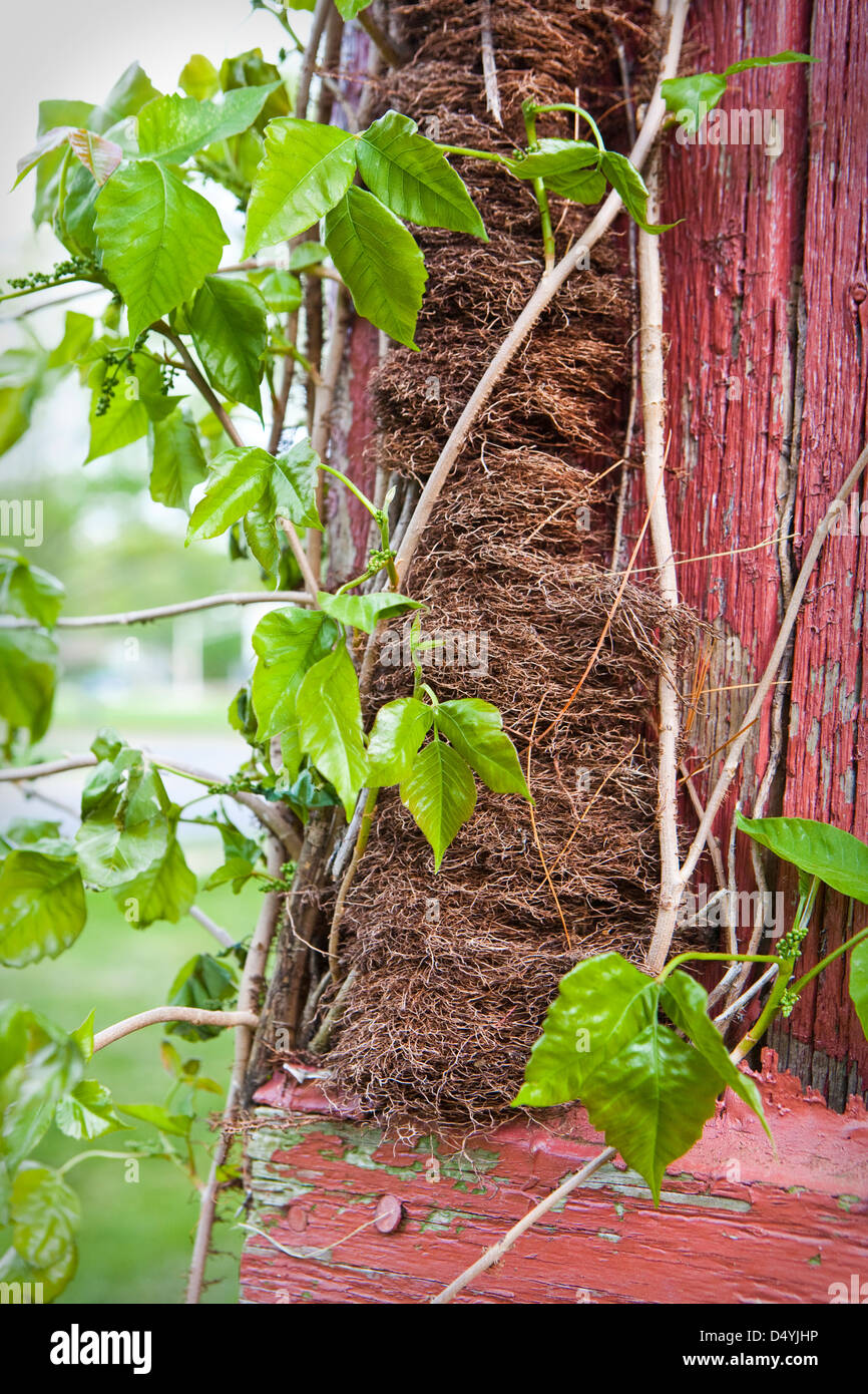 Poison Ivy (Toxicodendron Radicans), ist eine Kletterpflanze, die in Ost- und Mitteleuropa USA, die einen Ausschlag auf Kontakt verursachen können. Stockfoto