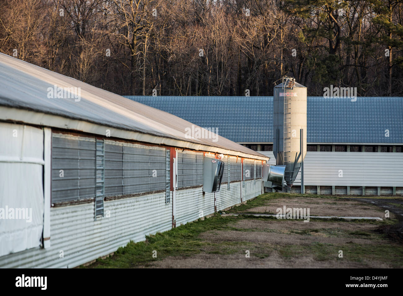 Huhn wirft auf 1. März 2013 in Delaware, USA. Stockfoto