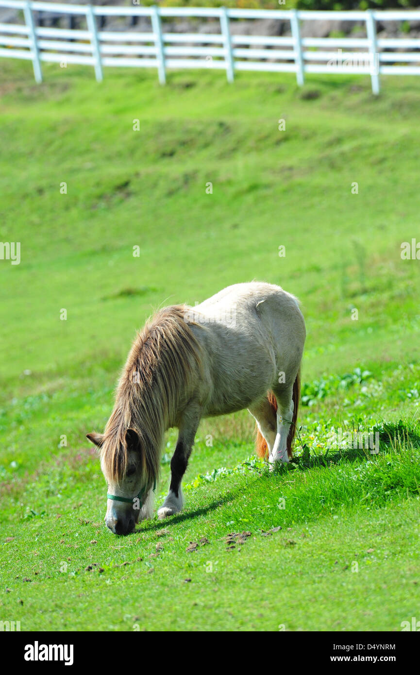 Pony Stockfoto