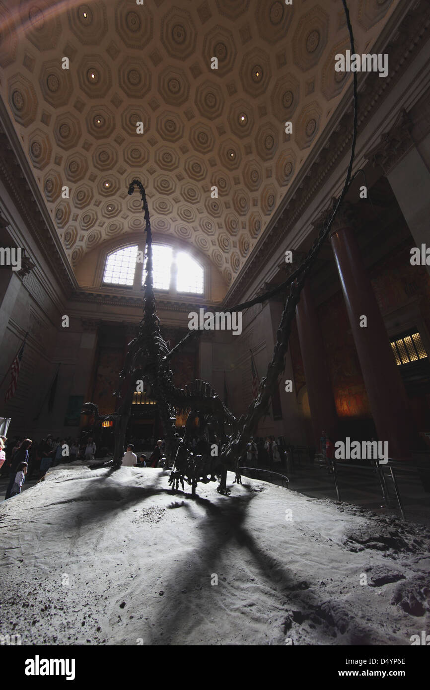 American Museum of Natural History Interieur, New York Stockfoto