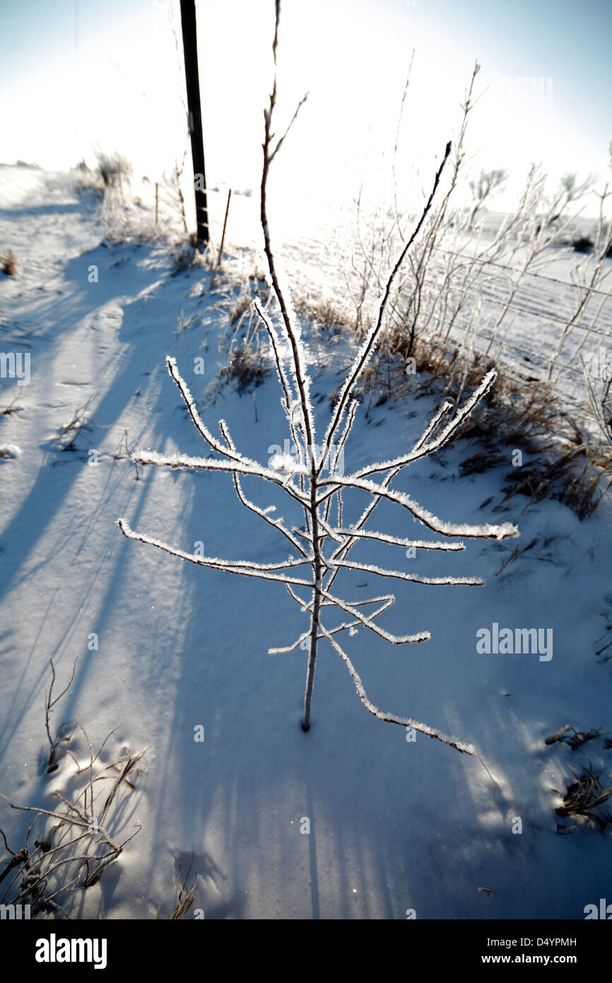 Raureif auf einer Pflanze. Stockfoto