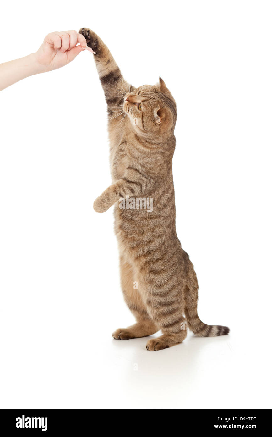 stehende Katze essen von Hand isoliert auf weiss Stockfoto