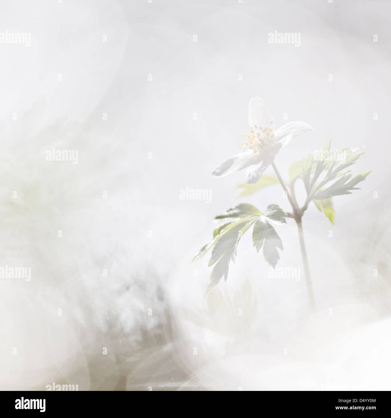 Buschwindröschen, Anemone Nemorosa, im Frühjahr Sonnenlicht, Schweden, Europa Stockfoto