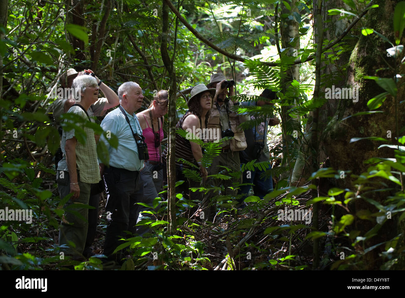 Öko-Touristen auf einem Spaziergang entlang einer Strecke innerhalb der Iwokrama Rainforest Reserve. Norden Fisch, Guyana. Stockfoto