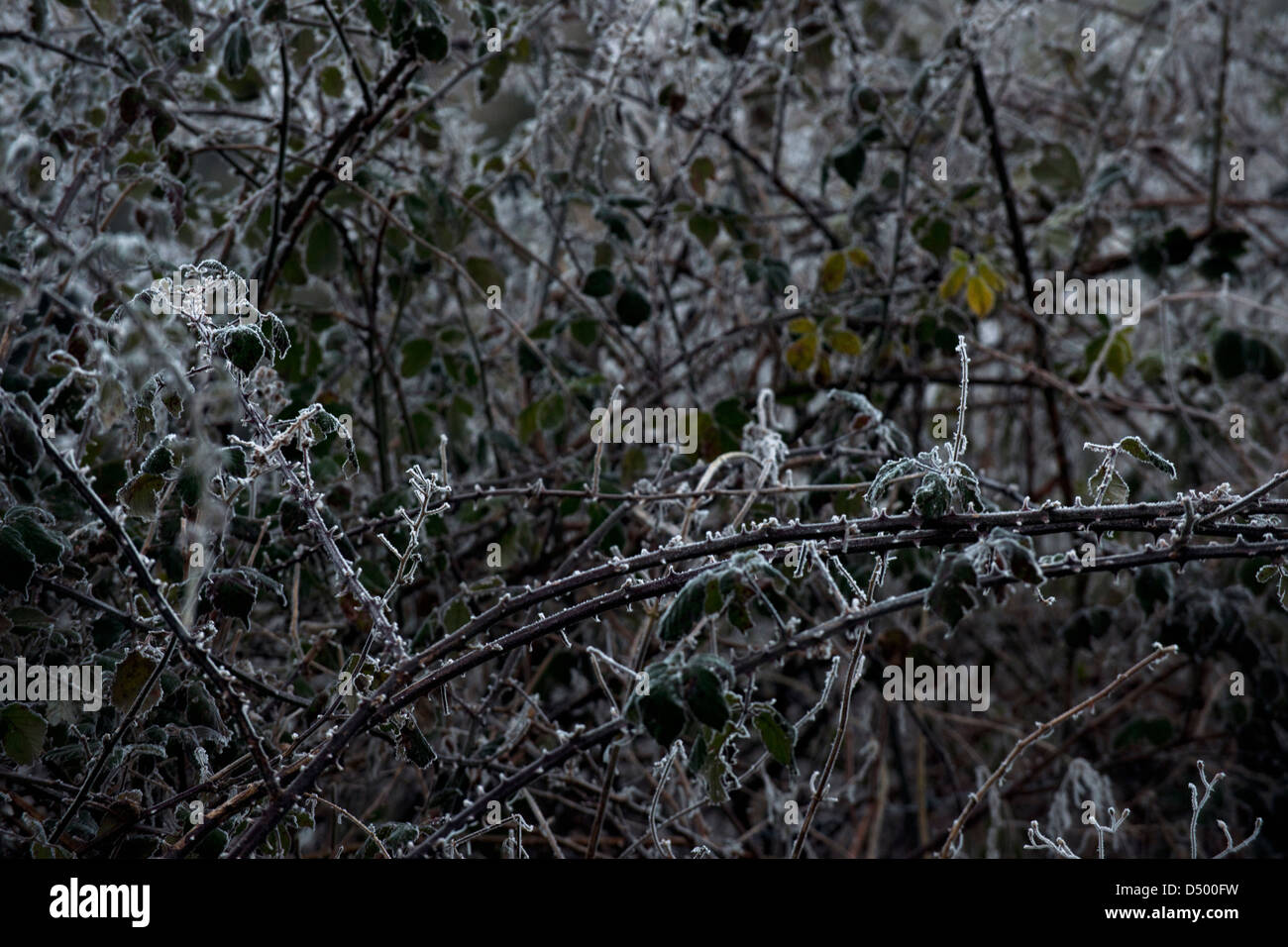 Brombeeren im Winterfrost Stockfoto