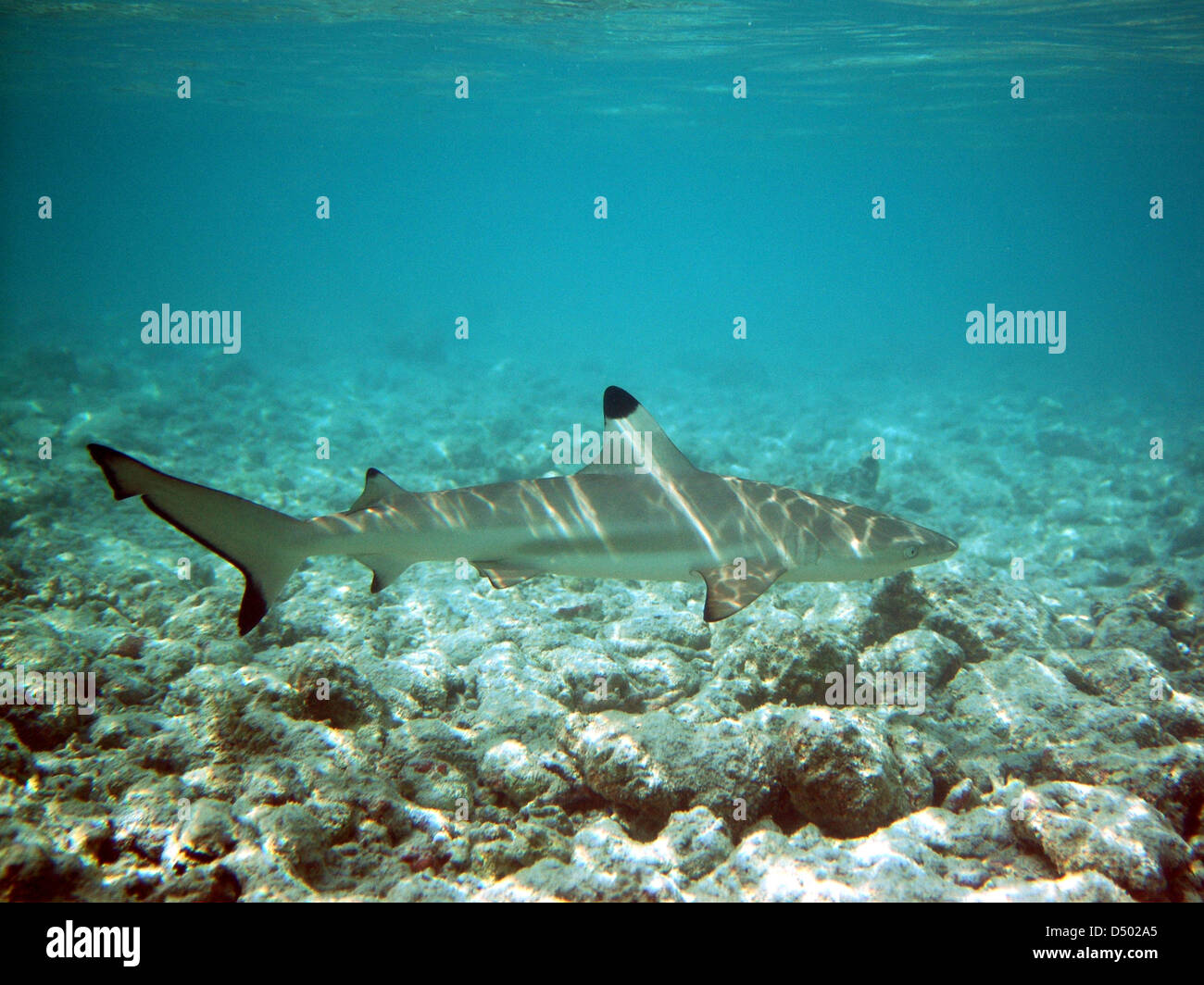 Schwarzspitzen Riff Hai Carcharhinus melanopterus Stockfoto