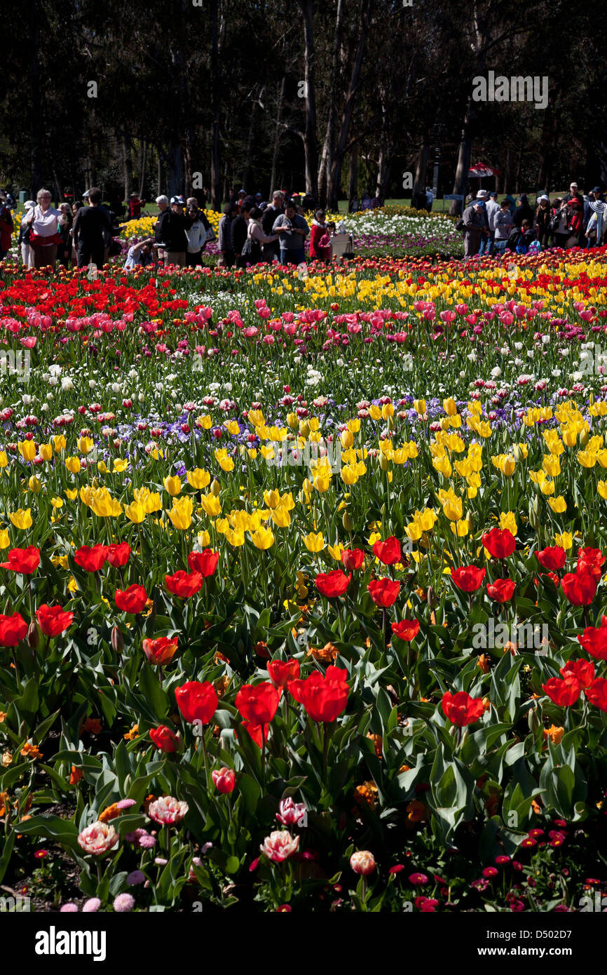 Rote und gelbe Tulpen auf dem Display auf der Floriade - Spring Festival Canberra Australien Stockfoto