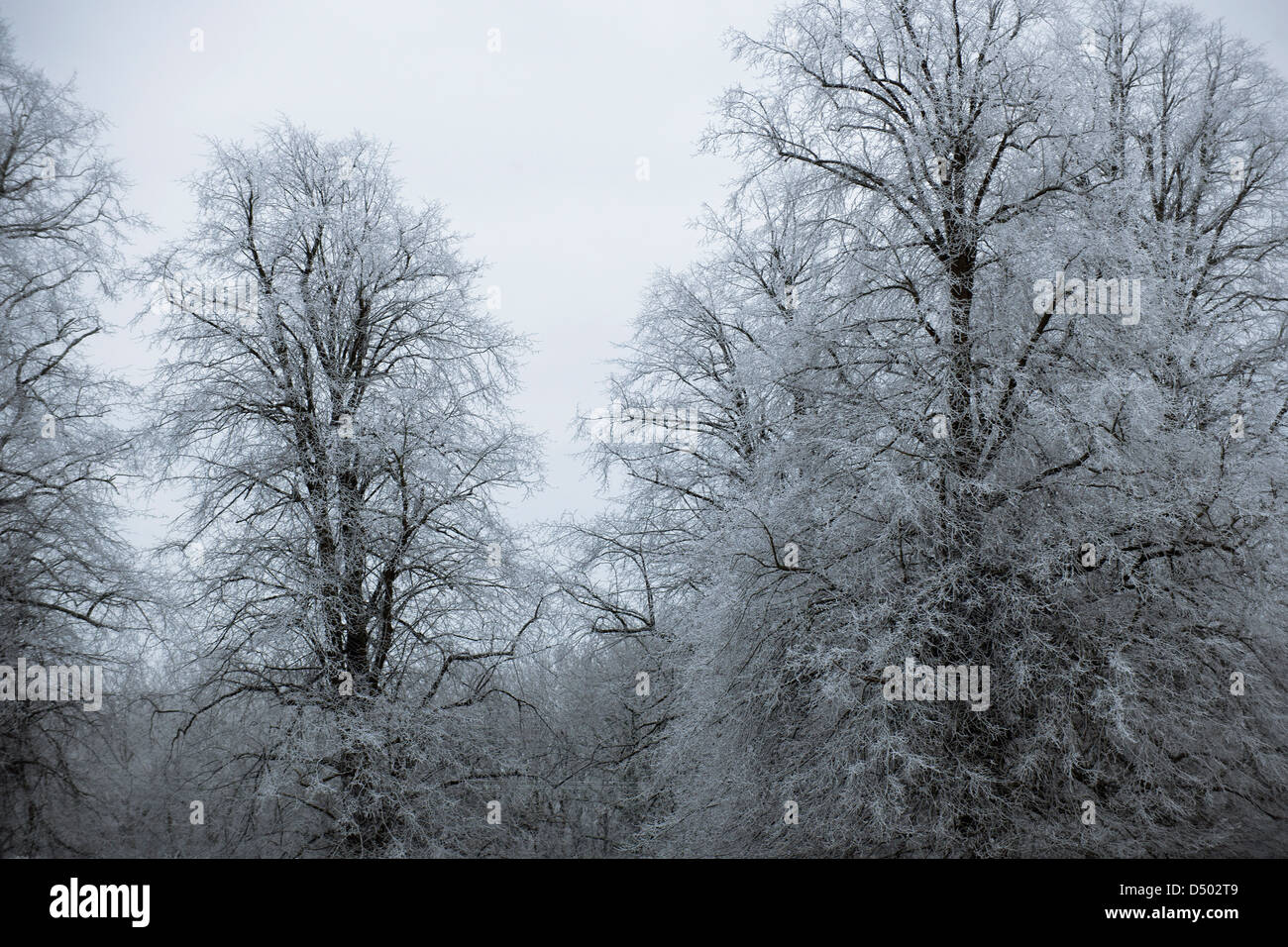 Wald im Winterfrost Stockfoto