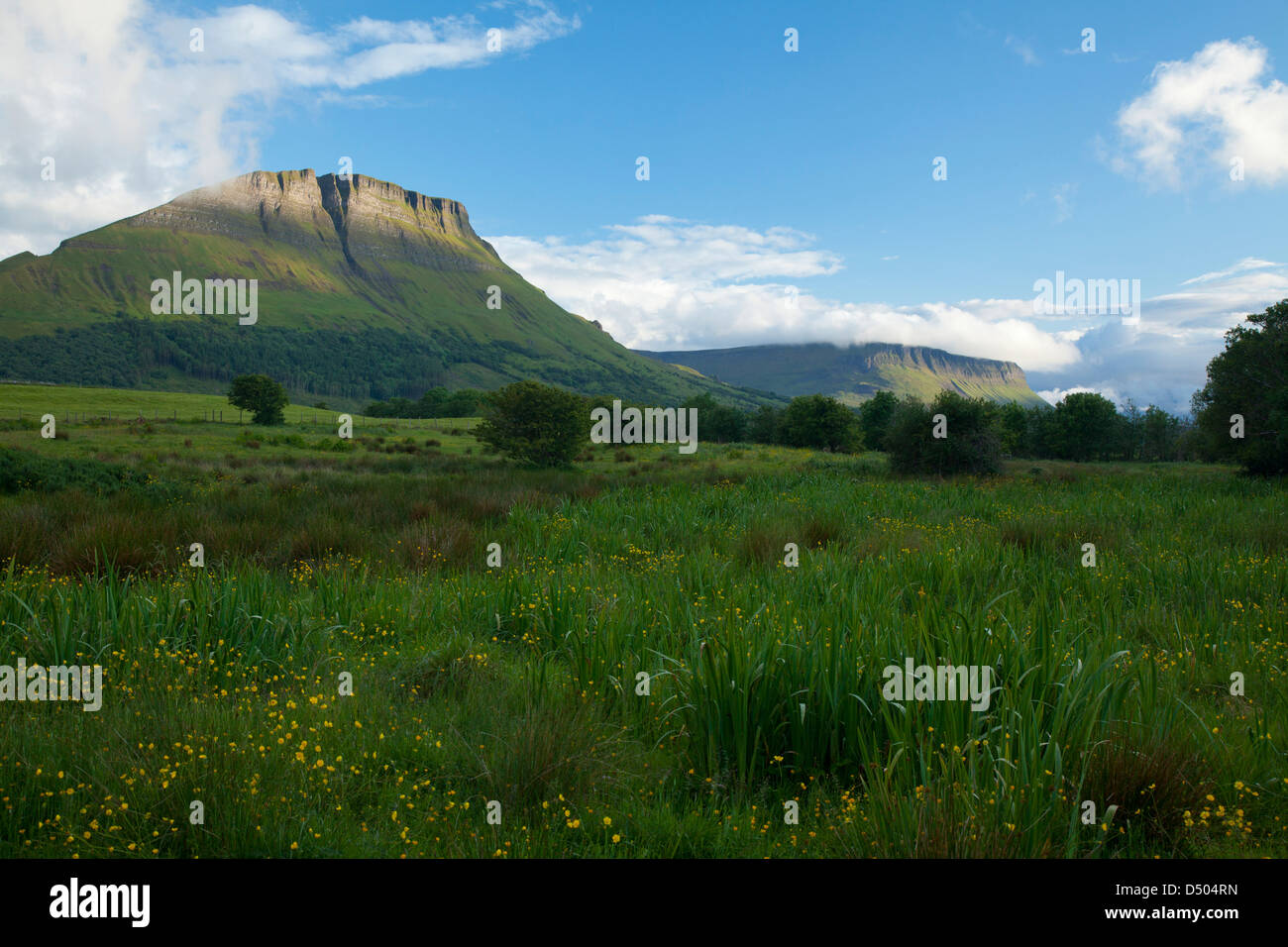 Wildblumenwiese unter Benwiskin Berg, County Sligo, Irland. Stockfoto