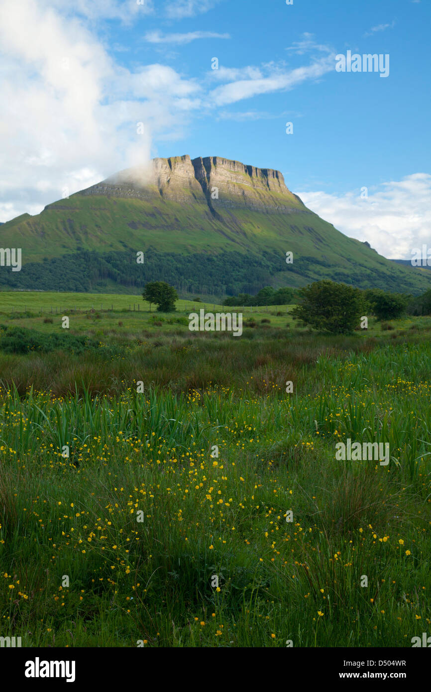 Wildblumenwiese unter Benwiskin Berg, County Sligo, Irland. Stockfoto