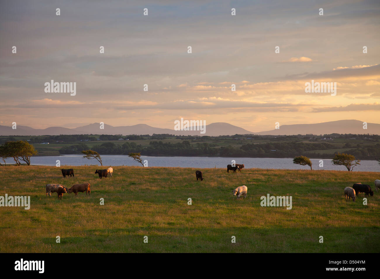 Abend-Rinder neben der River Moy, County Sligo, Irland. Stockfoto