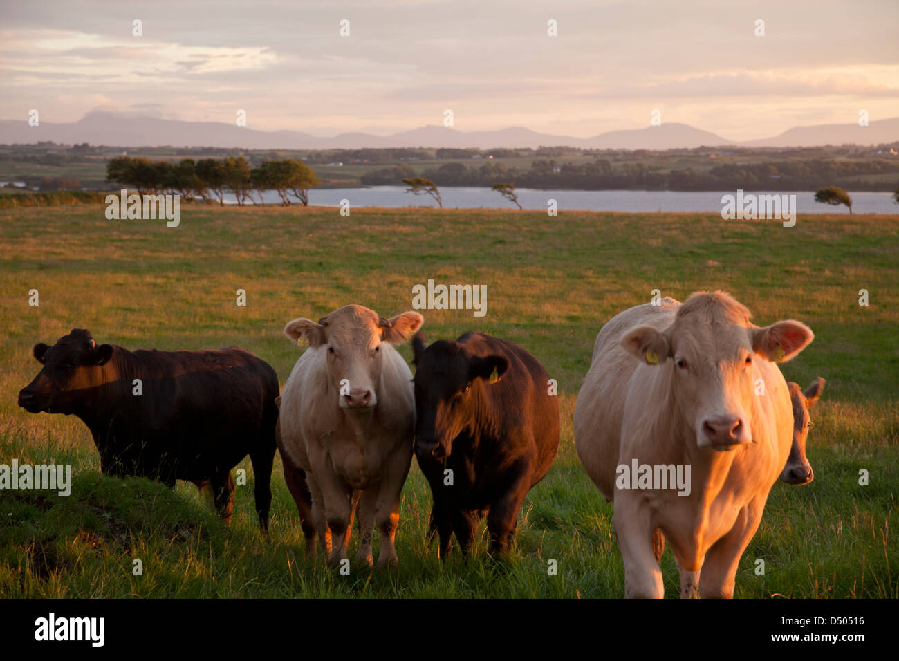 Abend-Rinder neben der River Moy, County Sligo, Irland. Stockfoto