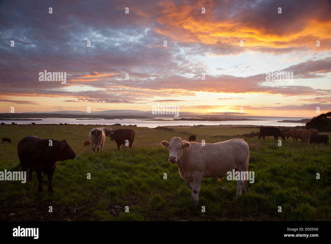 Abend-Rinder weiden neben der River Moy, County Sligo, Irland. Stockfoto