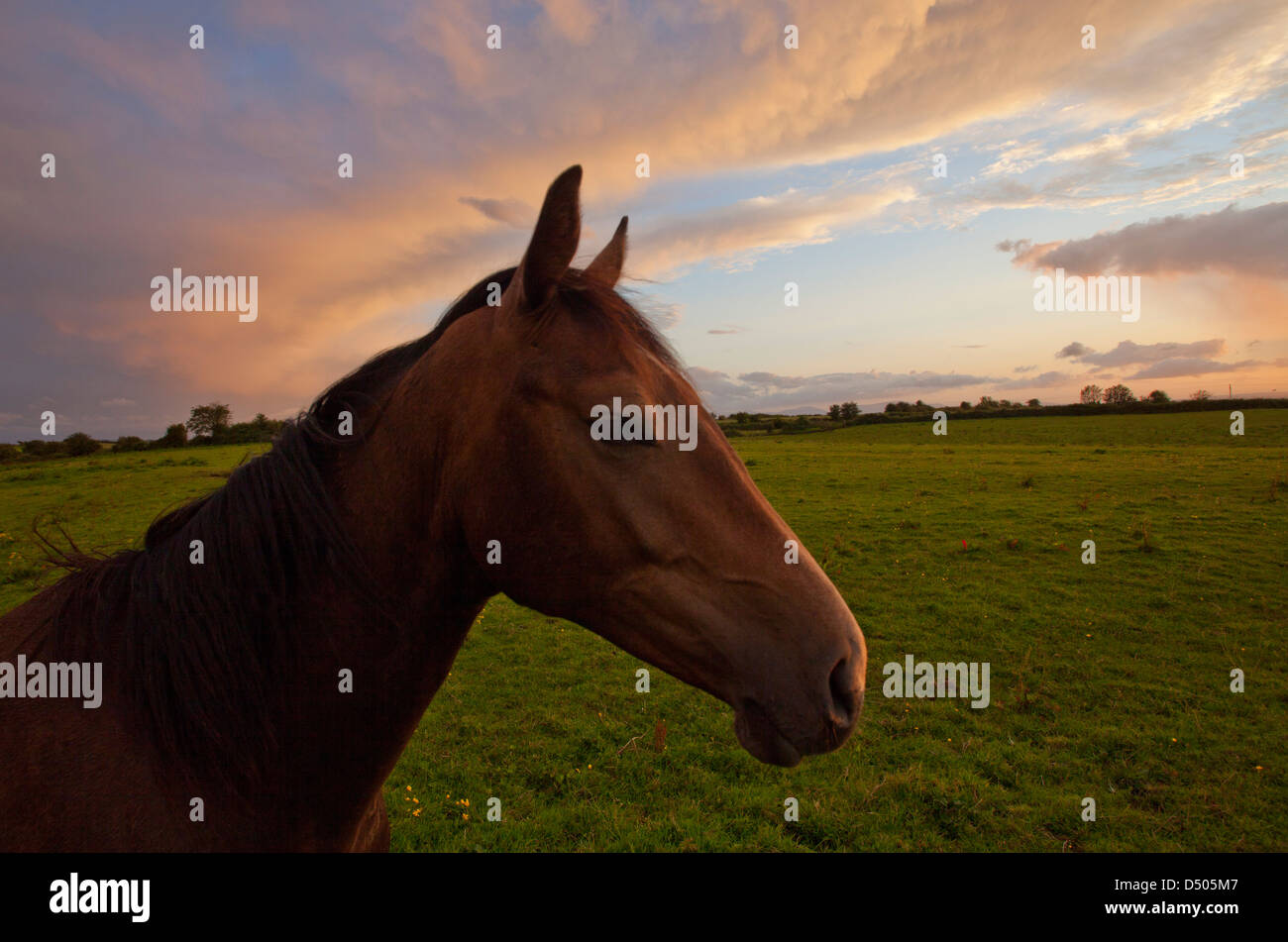 Pferd in der Abenddämmerung, County Sligo, Irland. Stockfoto