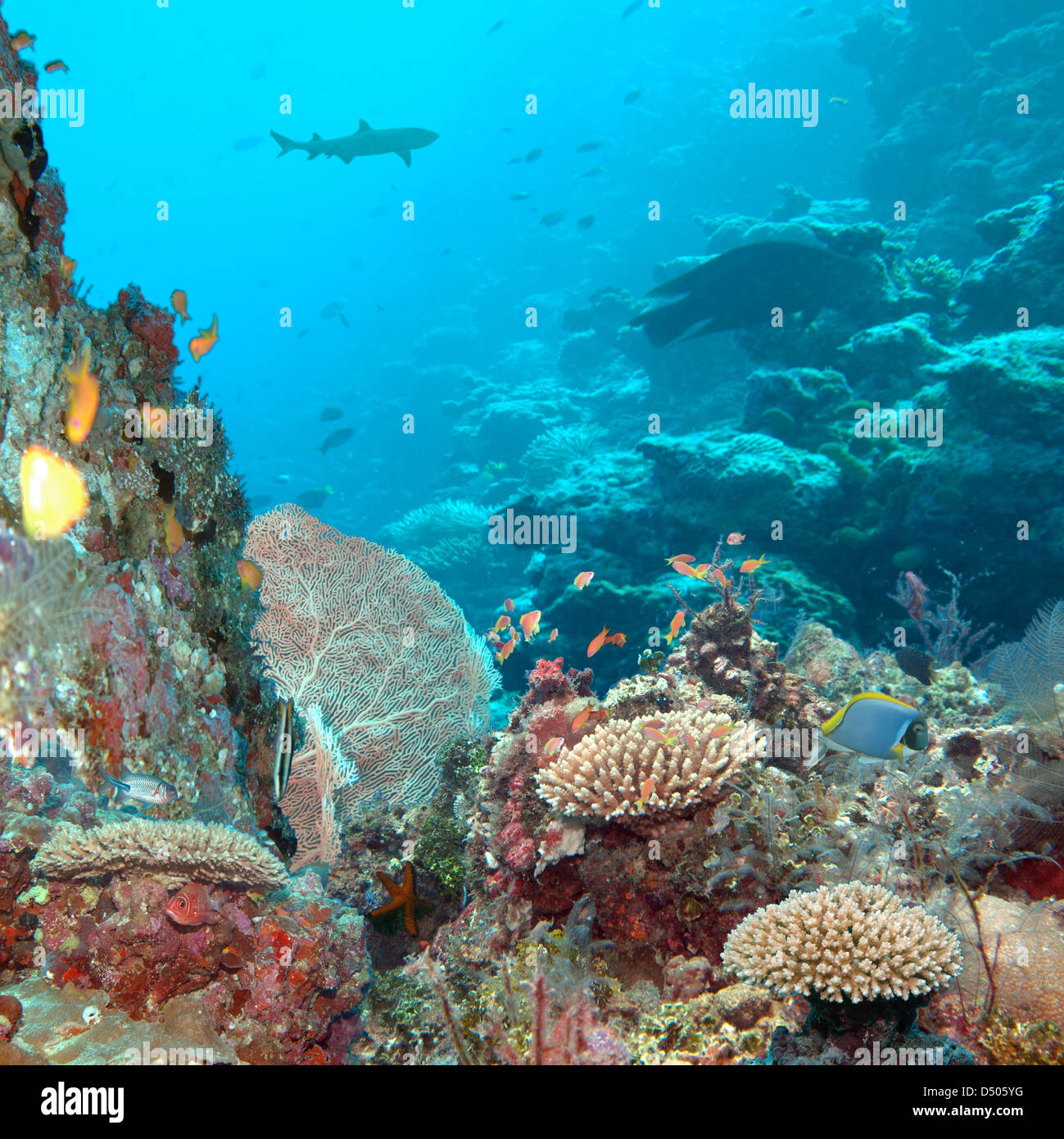 Ein zusammengesetztes Bild eines Korallenriffs Stockfoto
