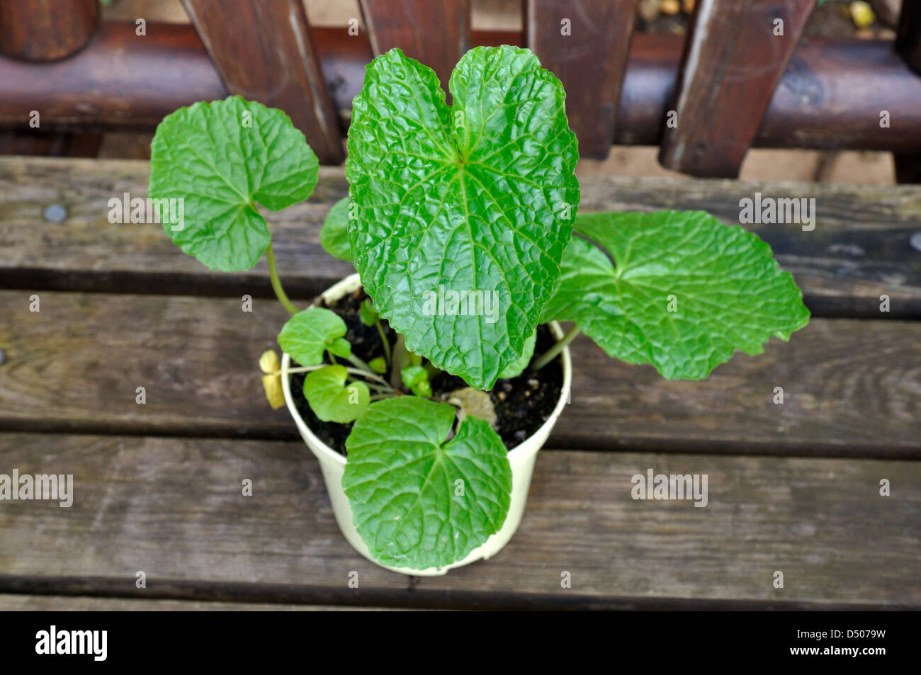 Wasabi (Wasabia Japonica) Pflanze Stockfoto