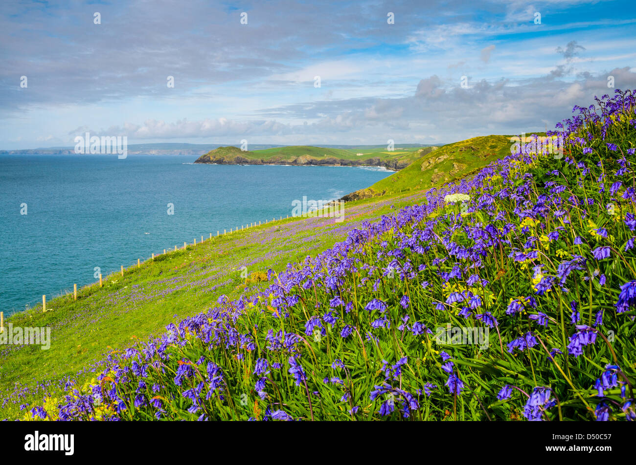 Glockenblumen wachsen an der Küste von North Cornwall von Port Quin Bay, England. Stockfoto