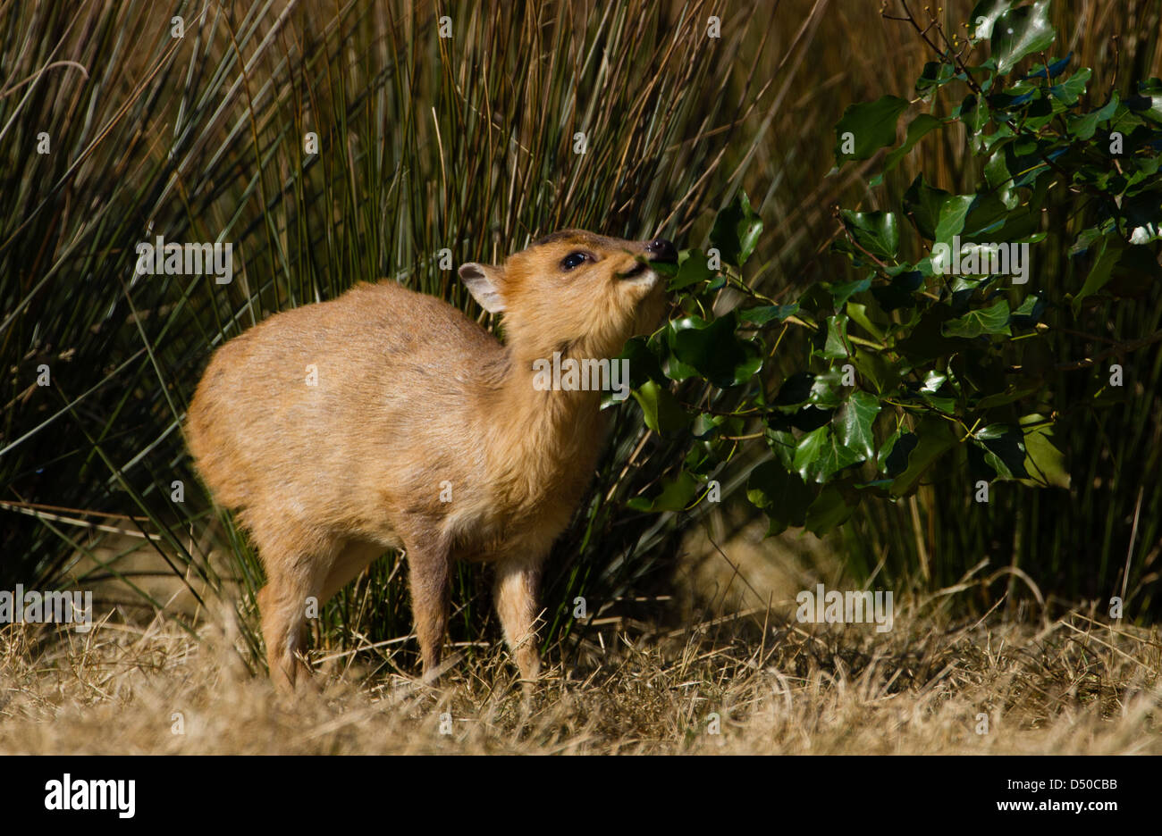 Juvenile Muntjac Rotwild (Muntiacus Reevesi) auch bekannt als Barking Deer Stockfoto
