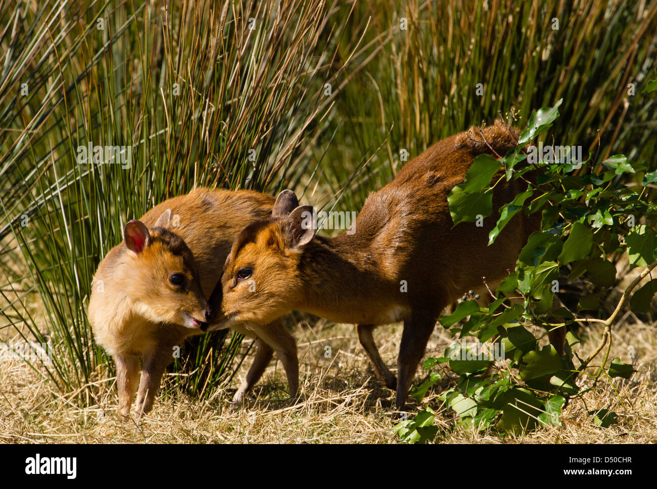 Erwachsene weibliche Muntjac Rotwild (Muntiacus Reevesi) auch bekannt als Barking Deer mit Jugendlichen Stockfoto