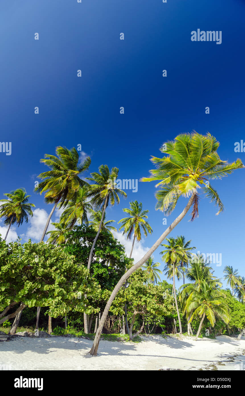 White Sand Beach und Palm Bäume mit tiefblauen Himmel Stockfoto