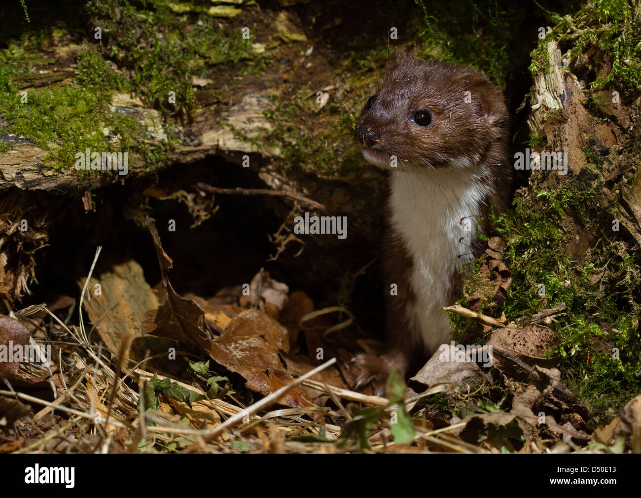 Wiesel (Mustela Nivalis) aus bemoosten toter Baum Stockfoto