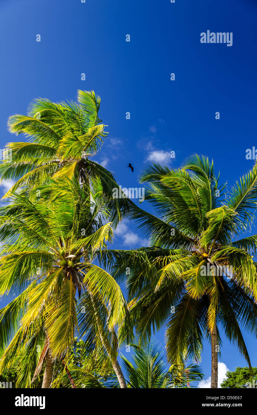 Blick auf Palmen und schönen tiefblauen Himmel Stockfoto