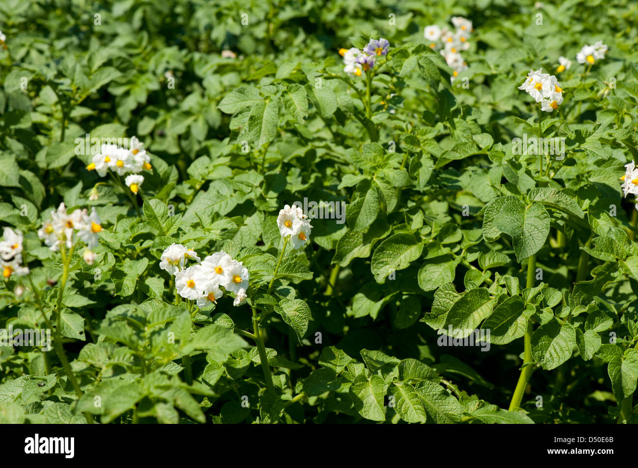 weißen Blüten der Kartoffelpflanze auf Stiel Stockfoto