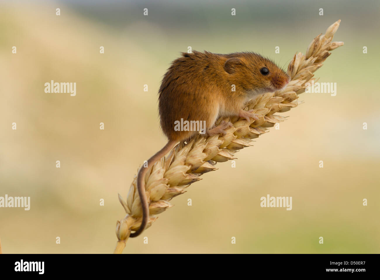 Ernten Sie Maus (Micromys Minutus) am Ohr Weizen Stockfoto